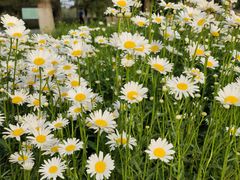 -汉长安城未央宫国家考古遗址公园