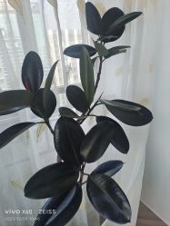 -HEYAN荷妍专业脱毛连锁机构