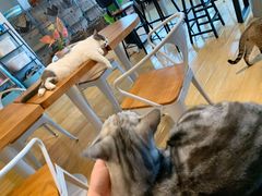 -Cappucimeow猫咪咖啡馆(韦伯时代店)
