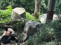 -都江堰中华大熊猫苑