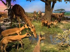 -国家自然博物馆