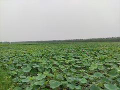 -西青郊野公园