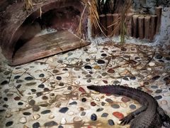-上海大自然野生昆虫馆(东方明珠·爬宠昆虫探索中心)