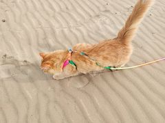 -库伦旗银沙湾旅游景区