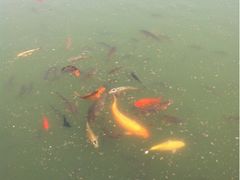-小白鲨工夫潮膳(曲江店)
