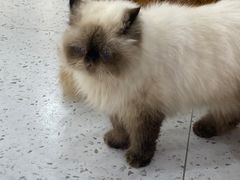 -喵园·猫主题咖啡厅·撸猫·猫咖(国贸店)