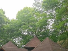 -上海佘山国家森林公园西佘山园