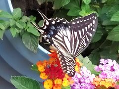 -上海大自然野生昆虫馆(东方明珠·爬宠昆虫探索中心)