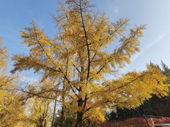 -三里屯东五街银杏大道