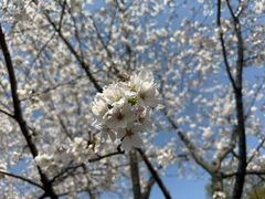 -泰州凤城河风景区-泰山公园