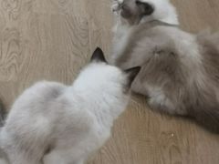 -1013 PET SHOP精品宠物商店(丁香店)