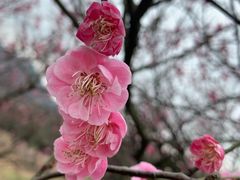 -香雪海