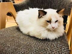 -Pets First伊珊娜洗护·精致美容·家庭式寄养(新会路店)