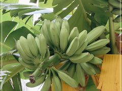 -云溪植物园
