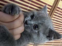 -欣宠猫屋·矮脚拿破仑·蓝金金渐层