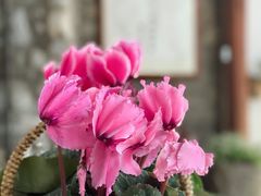 -寂照庵