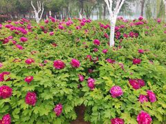-洛阳市隋唐城遗址植物园