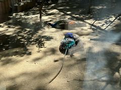 -石家庄市动物园