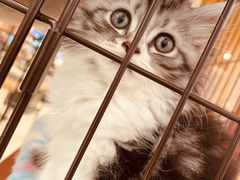 -1013 PET SHOP精品宠物商店(丁香店)