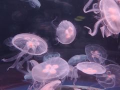 -欢乐海岸海洋奇梦馆
