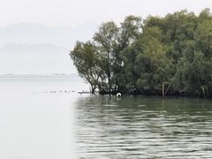 -深圳湾木棉花酒店