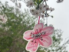 -顾村公园