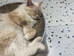 -喵喵咪呀布偶猫咖(春熙路店)