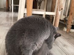 -海边的猫和咖啡馆