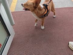 -东日国际动物医院·CT·心脏专科(桃源分院)