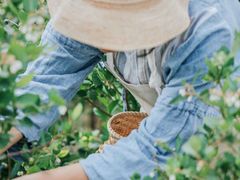 -花山蓝莓采摘园