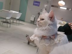 -怪兽屋·羊驼·猫咖·狗咖(俊华广场店)