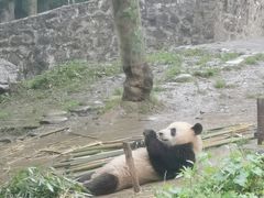 -都江堰中华大熊猫苑
