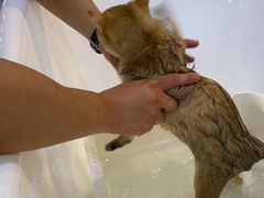 -momokira米努特·德文卷毛猫·棉花面纱犬