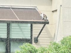 -泰煌鸡·上海白斩鸡·鸡汤面(鹤庆店)