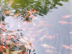 -西湖外事游船(花港观鱼码头)