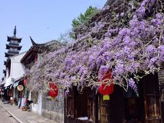 -嘉定紫藤园