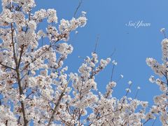 -青岛大珠山景区