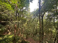 -上海佘山国家森林公园天马山园