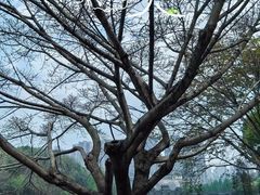 -重庆彩云湖湿地公园