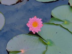 -池杉湖湿地公园