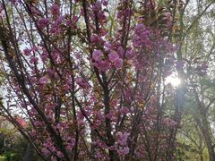 -长白岛森林公园