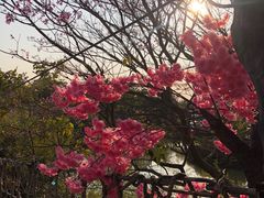 -天适樱花悠乐园