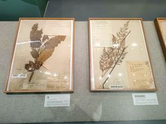 -四川大学博物馆