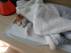 -乐派堂宠物医院·猫友好· 心脏科(东街店)