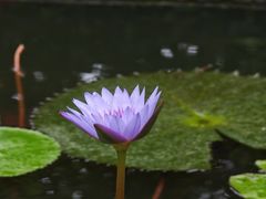 -野象谷景区