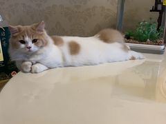 -lincat·猫舍(广州店)