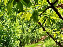 -桃源山庄·水蜜桃采摘·柴火鸡·烧烤团建(龙泉山店)