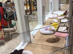 宠物店-台场海滨公园船码头