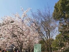 -顾村公园3号门停车场