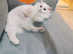 -袖虎宠物·金渐层缅因猫舍(灵芝店)